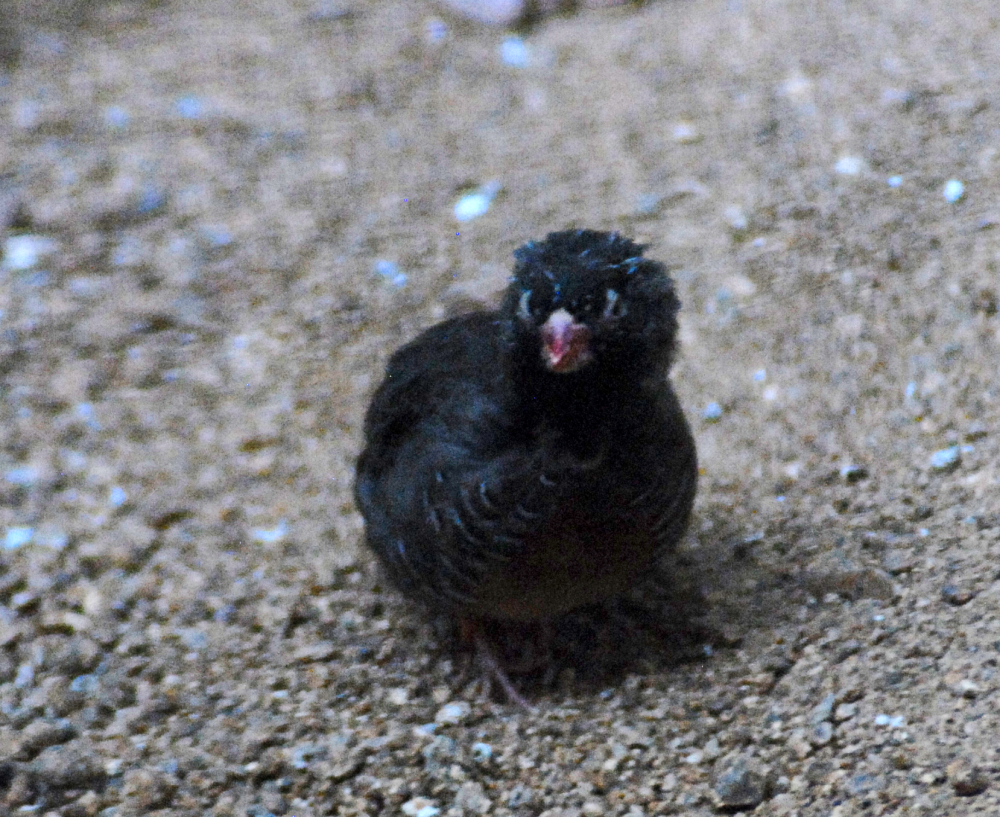 African Quailfinch - Berlin Zoo 2022