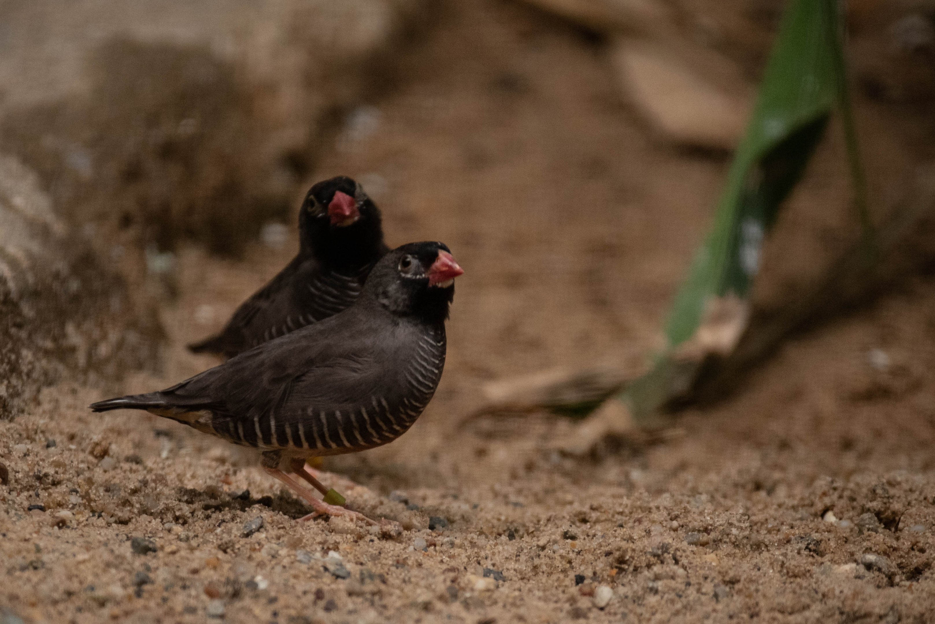 African quailfinch - Ortygospiza atricollis