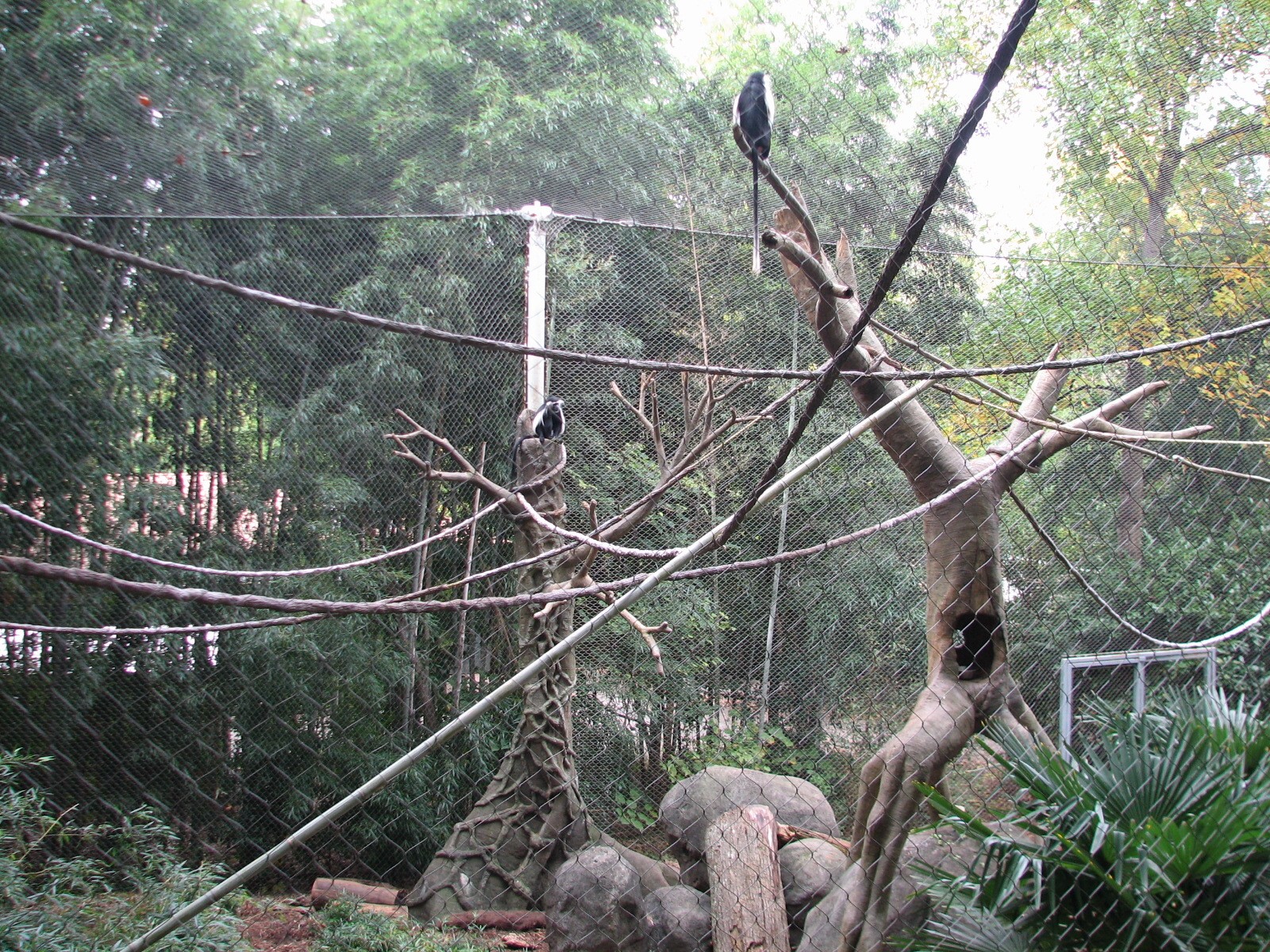 African Rain Forest - Drill and Colobus Exhibit