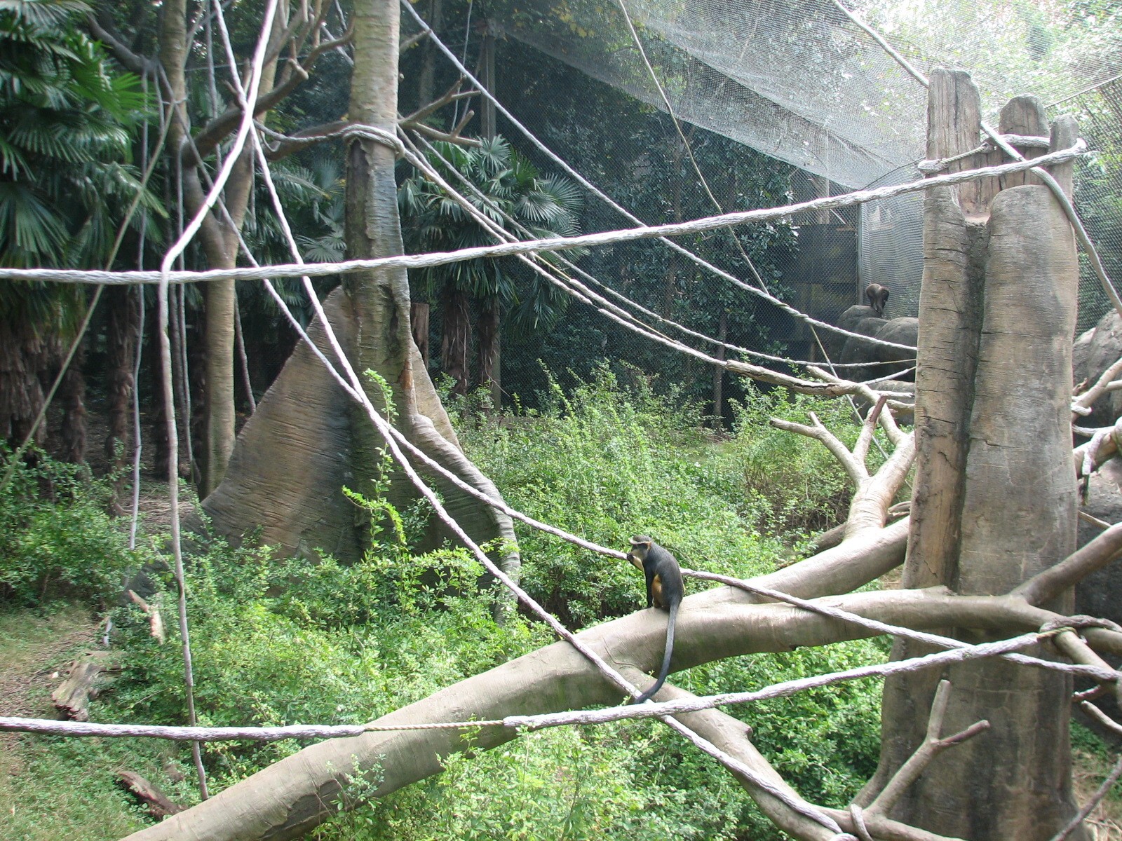 African Rain Forest - Drill and Wolfs Guenon Exhibit
