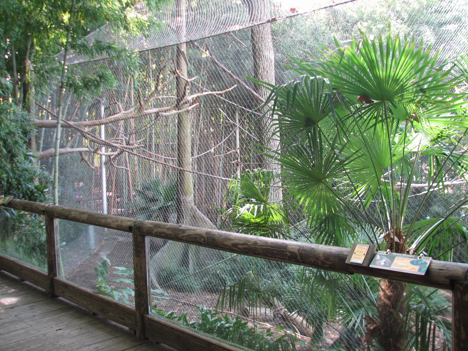 African Rain Forest - Drill and Wolfs Guenon Exhibit