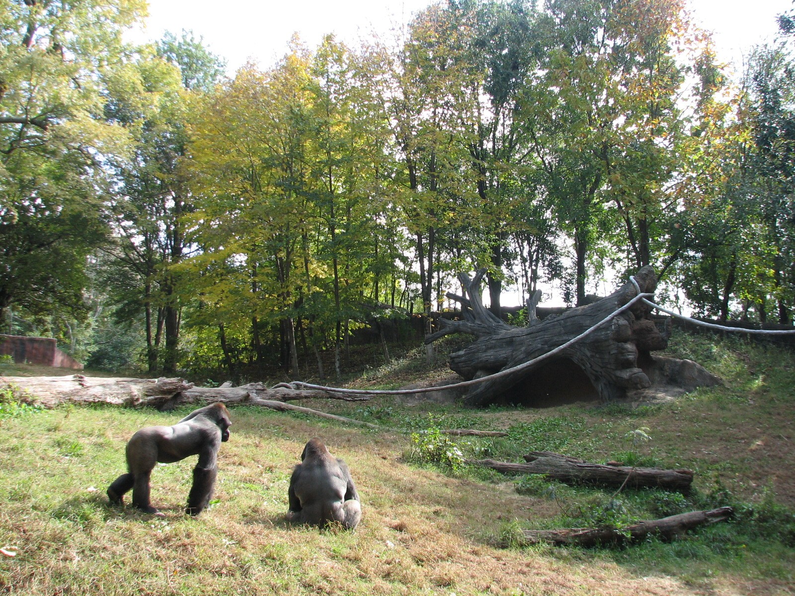 African Rain Forest - Gorilla Habitat 1
