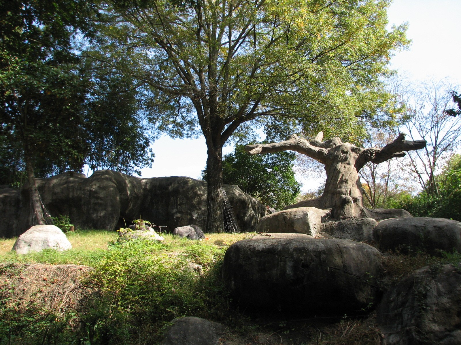 African Rain Forest - Gorilla Habitat 2