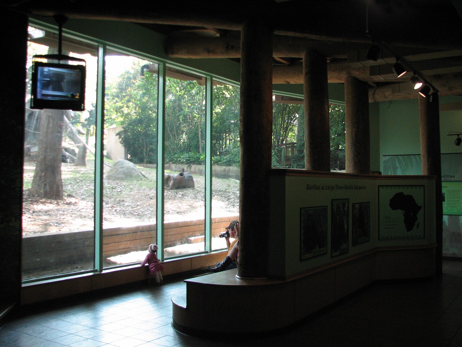 African Rain Forest - Gorilla Habitat 3 Viewing Room