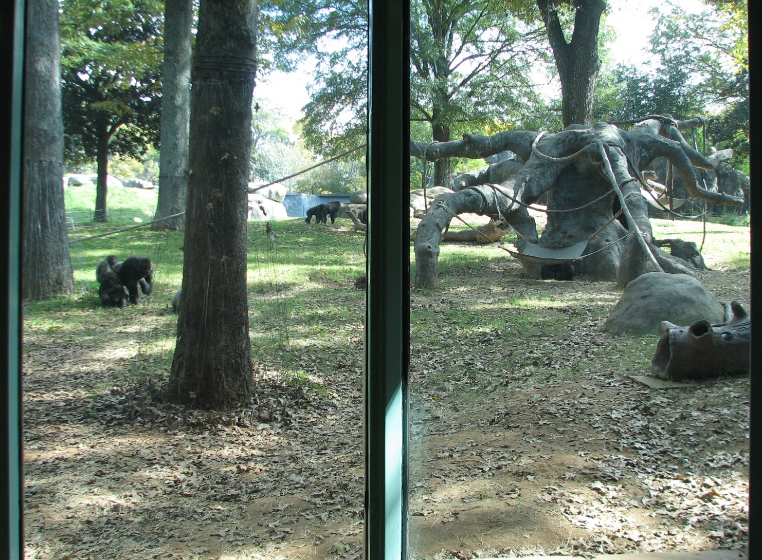 African Rain Forest - Gorilla Habitat 3