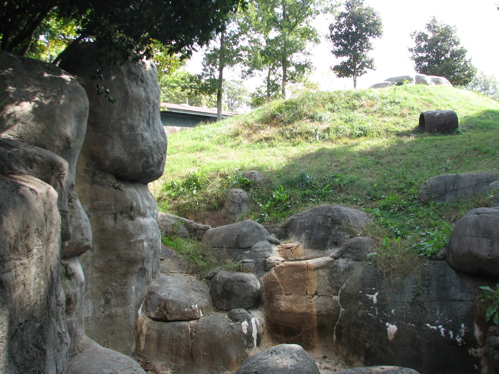 African Rain Forest - Gorilla Habitat 4
