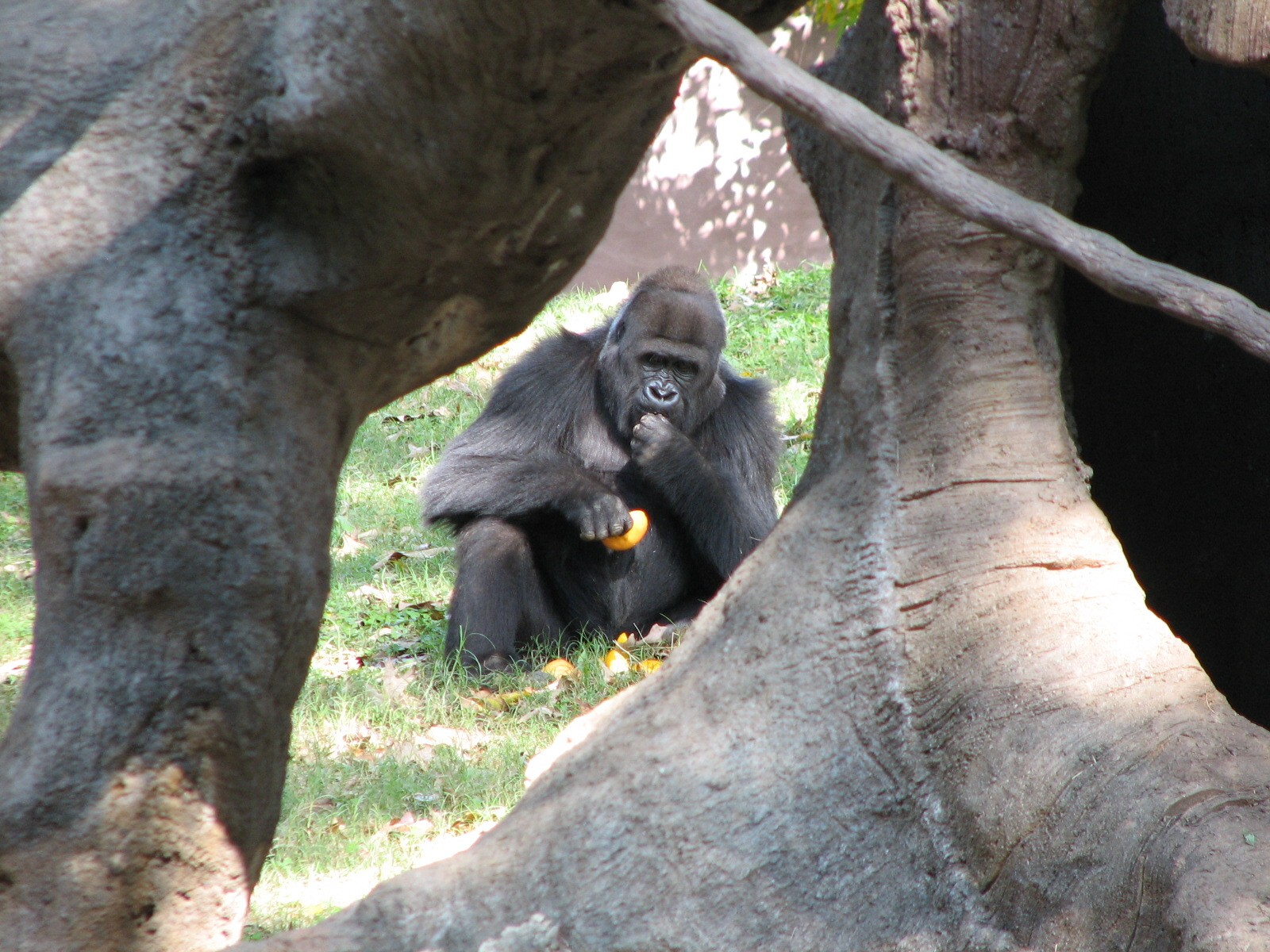 African Rain Forest - Gorilla