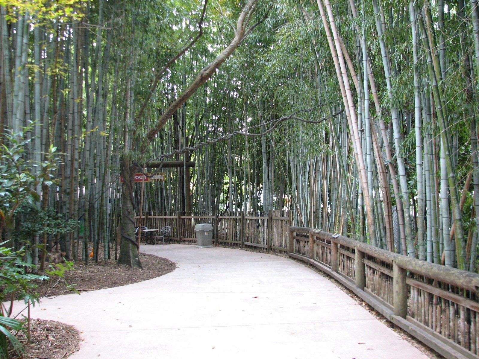 African Rain Forest - Path