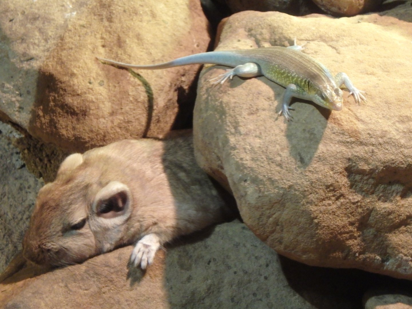 African rainbow skink and common gundi