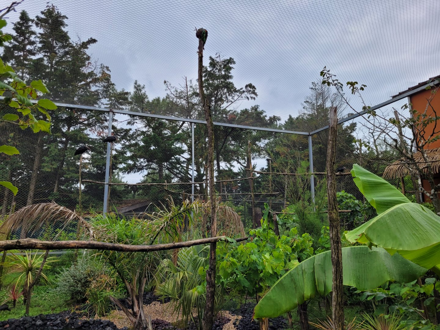African rainforest aviary -Zoo du bassin d'Arcachon (2024)
