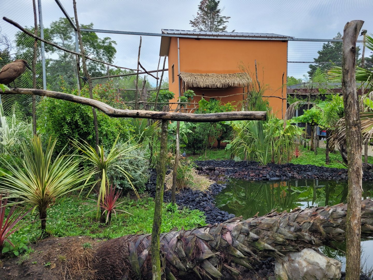 African rainforest aviary -Zoo du bassin d'Arcachon (2024)