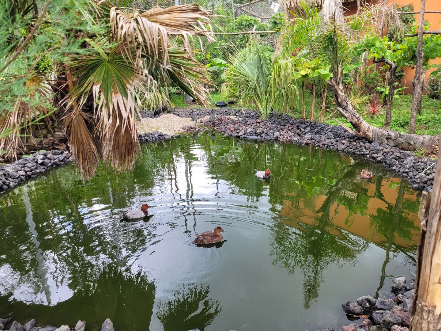 African rainforest aviary -Zoo du bassin d'Arcachon (2024)