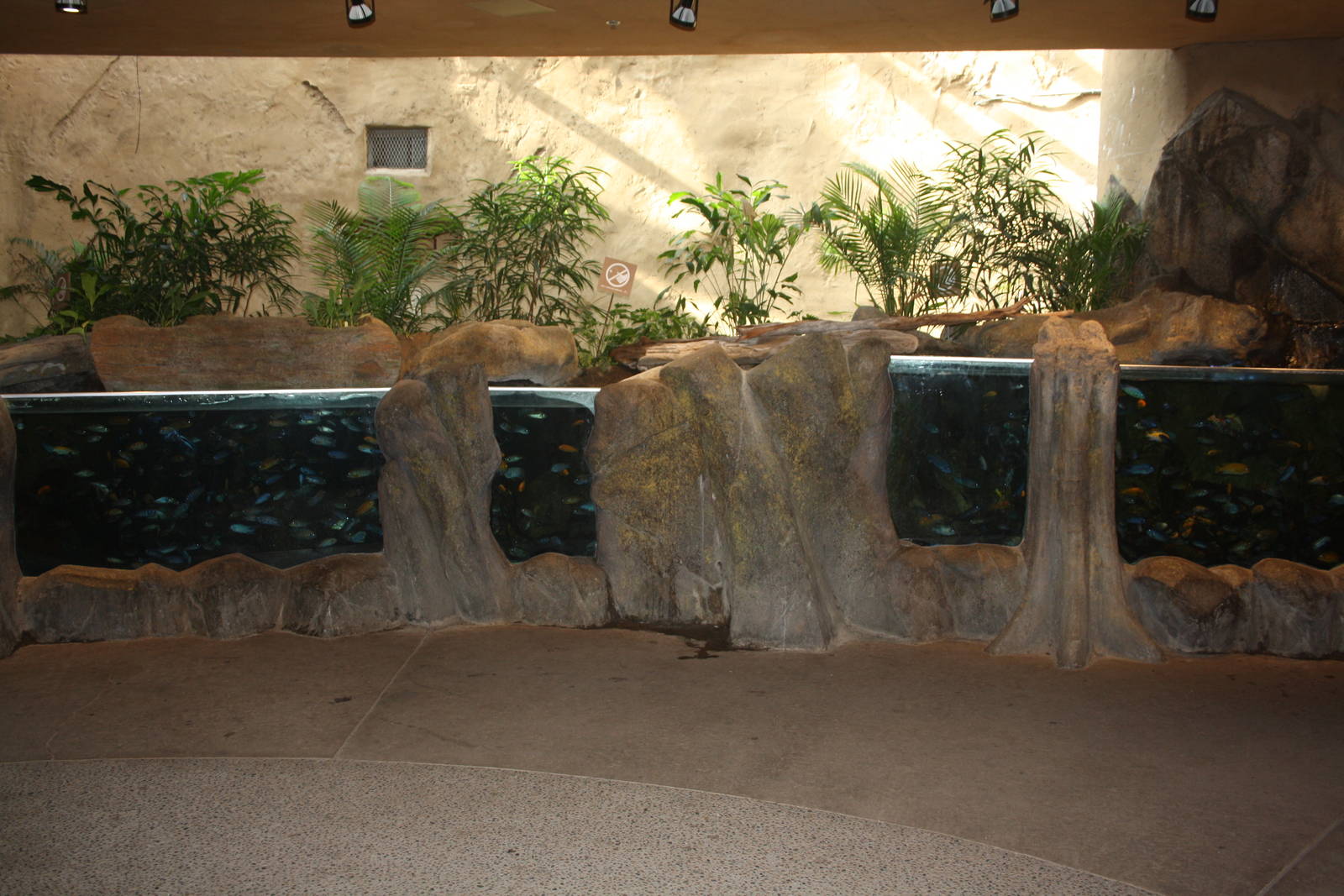 African Rainforest Building - Cichlid Tanks (two)