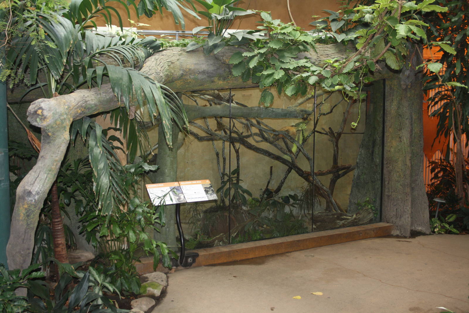 African Rainforest Building - Dumeril's Boa + Malagasy Tree Boa Exhibit