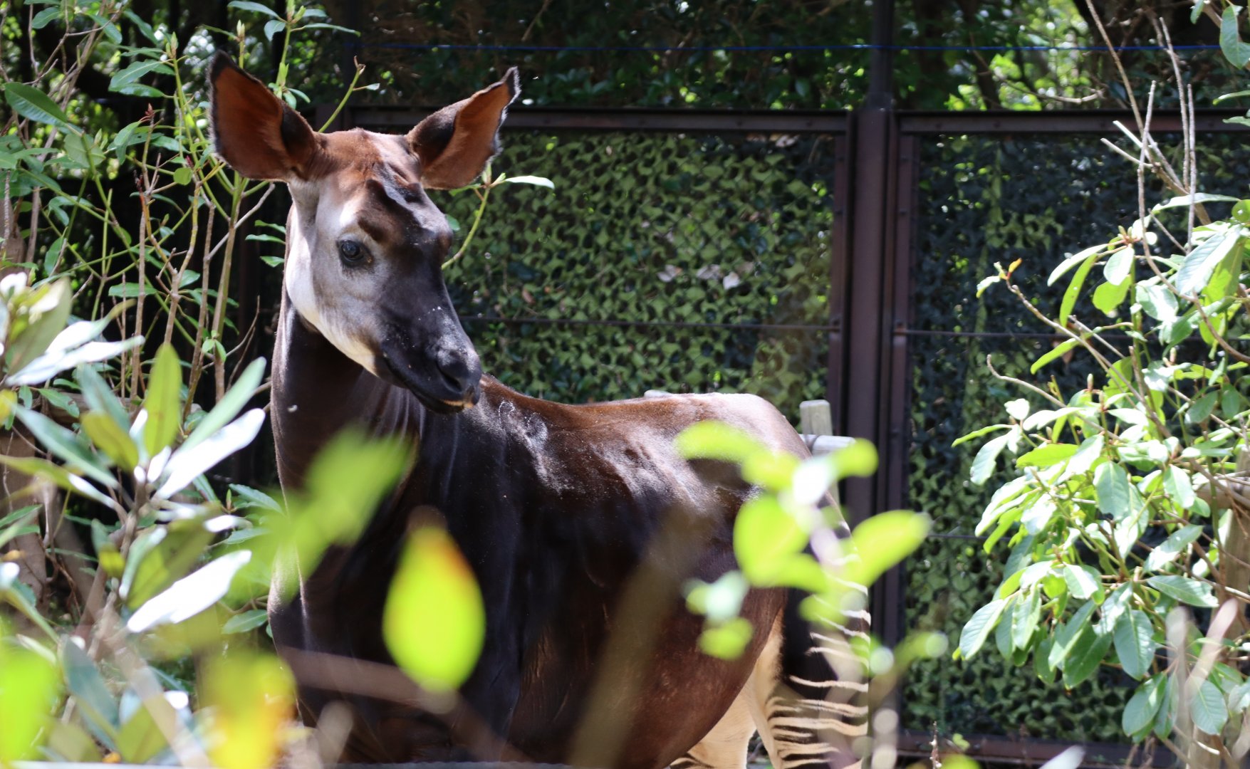 African rainforest - okapi