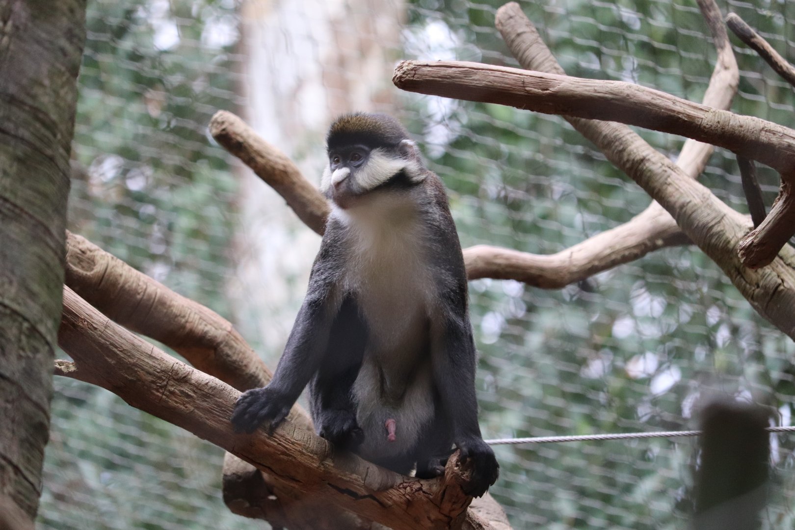 African Rainforest - Schmidt's Guenon