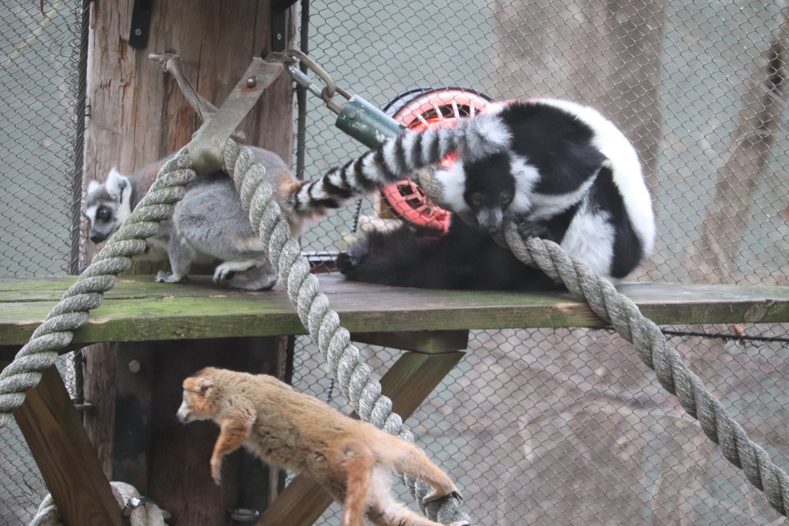 African Rainforest - The Living Treehouse - All Three Lemur Species