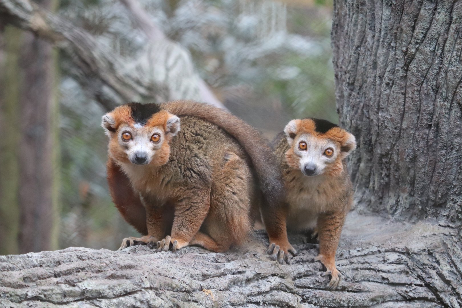African Rainforest - The Living Treehouse - Crowned Lemur