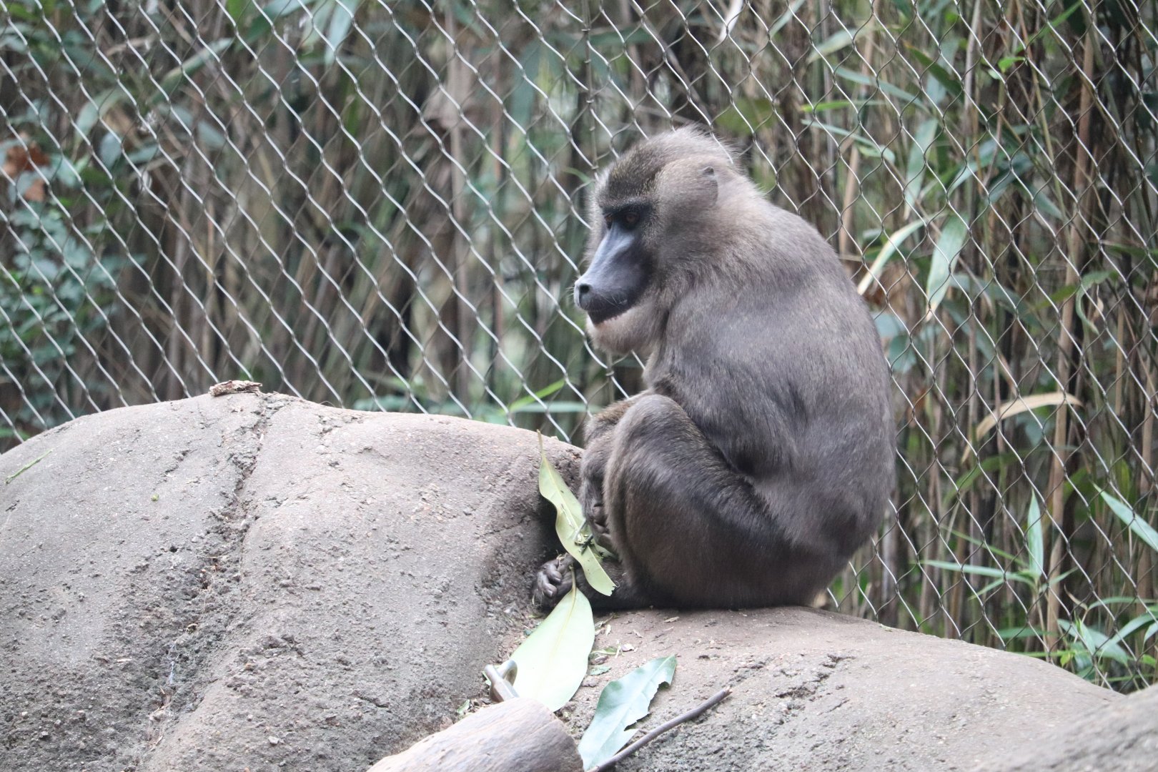 African Rainforest - The Living Treehouse - Drill