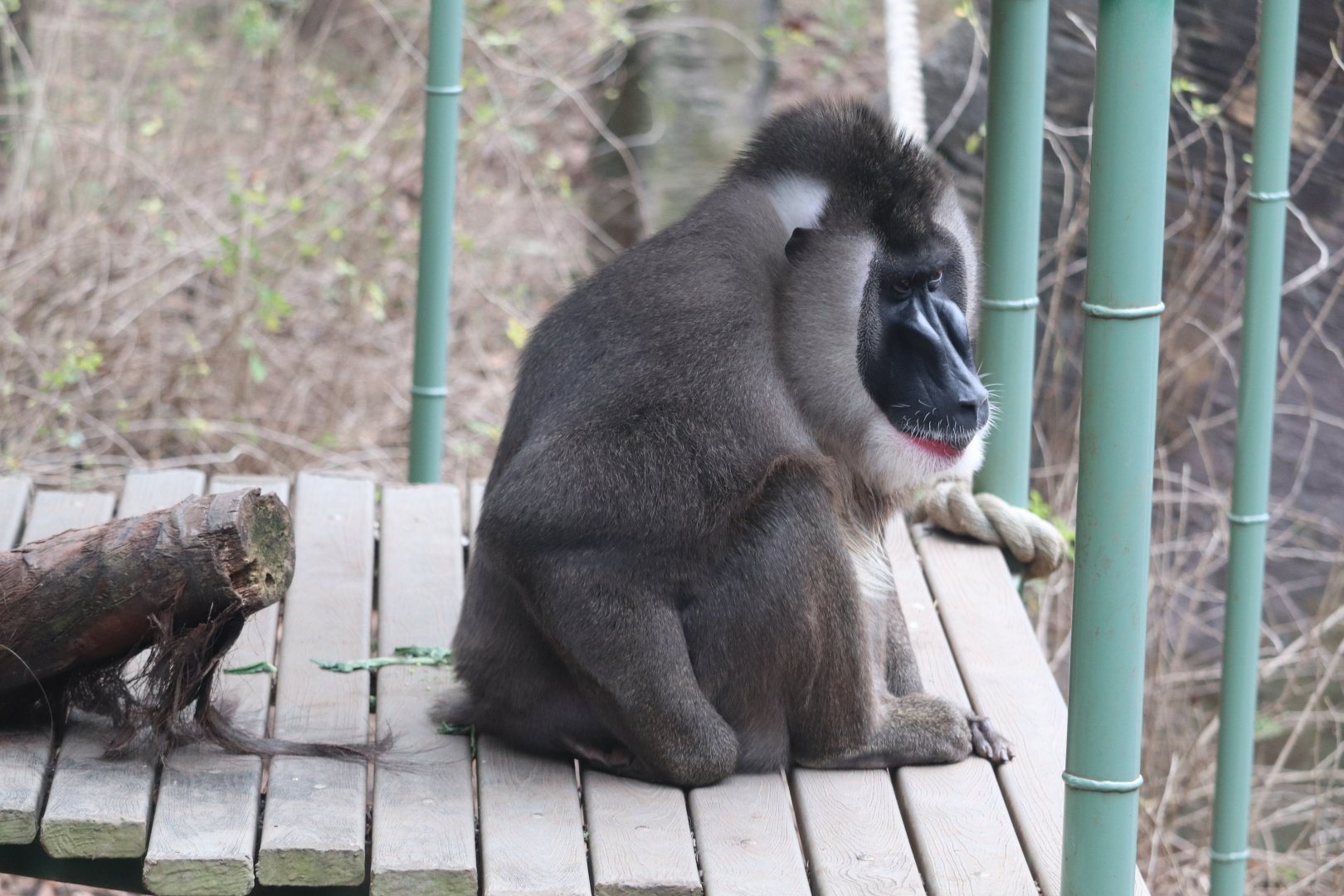 African Rainforest - The Living Treehouse - Drill