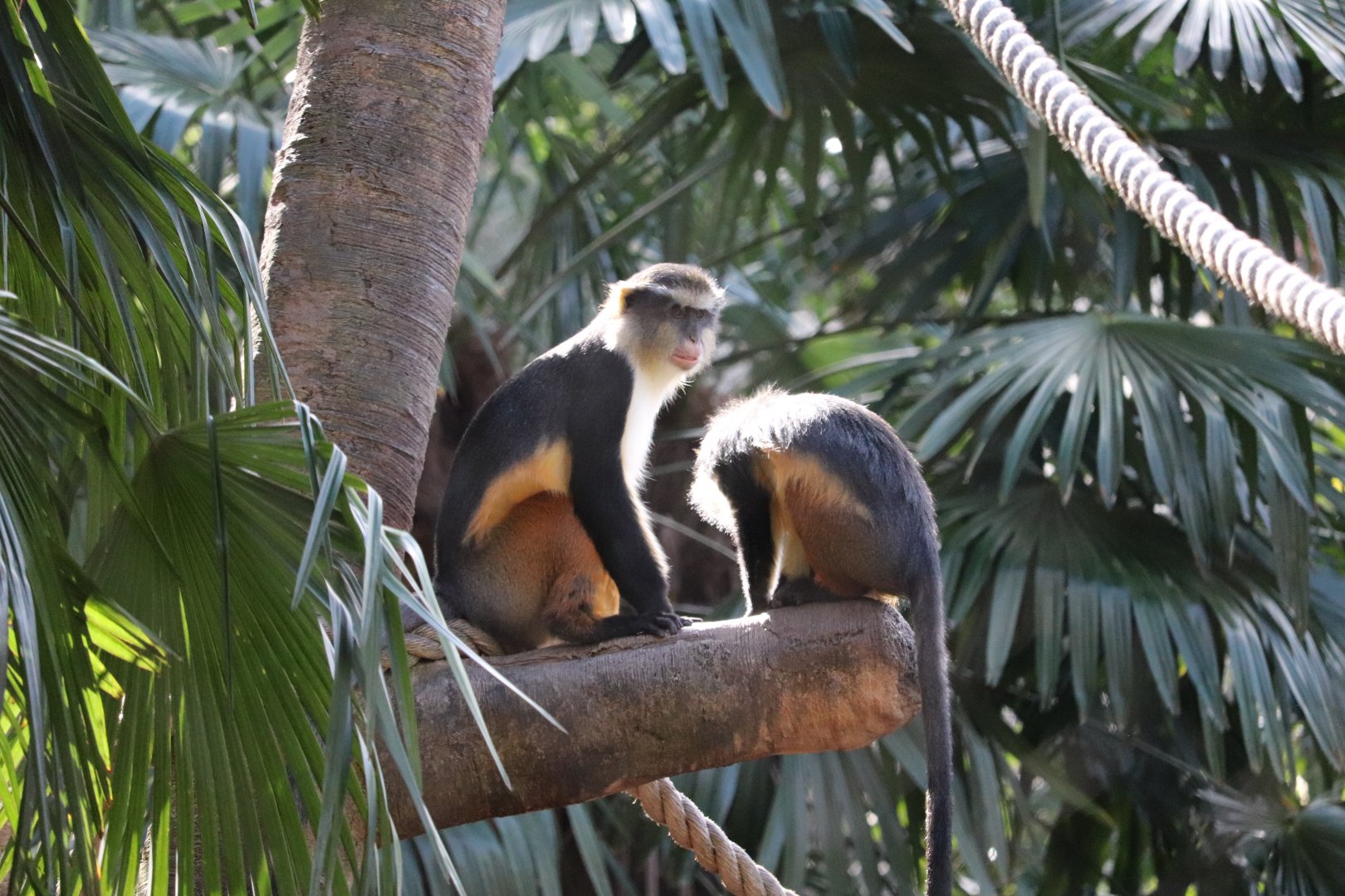 African Rainforest - The Living Treehouse - Wolf's Guenon