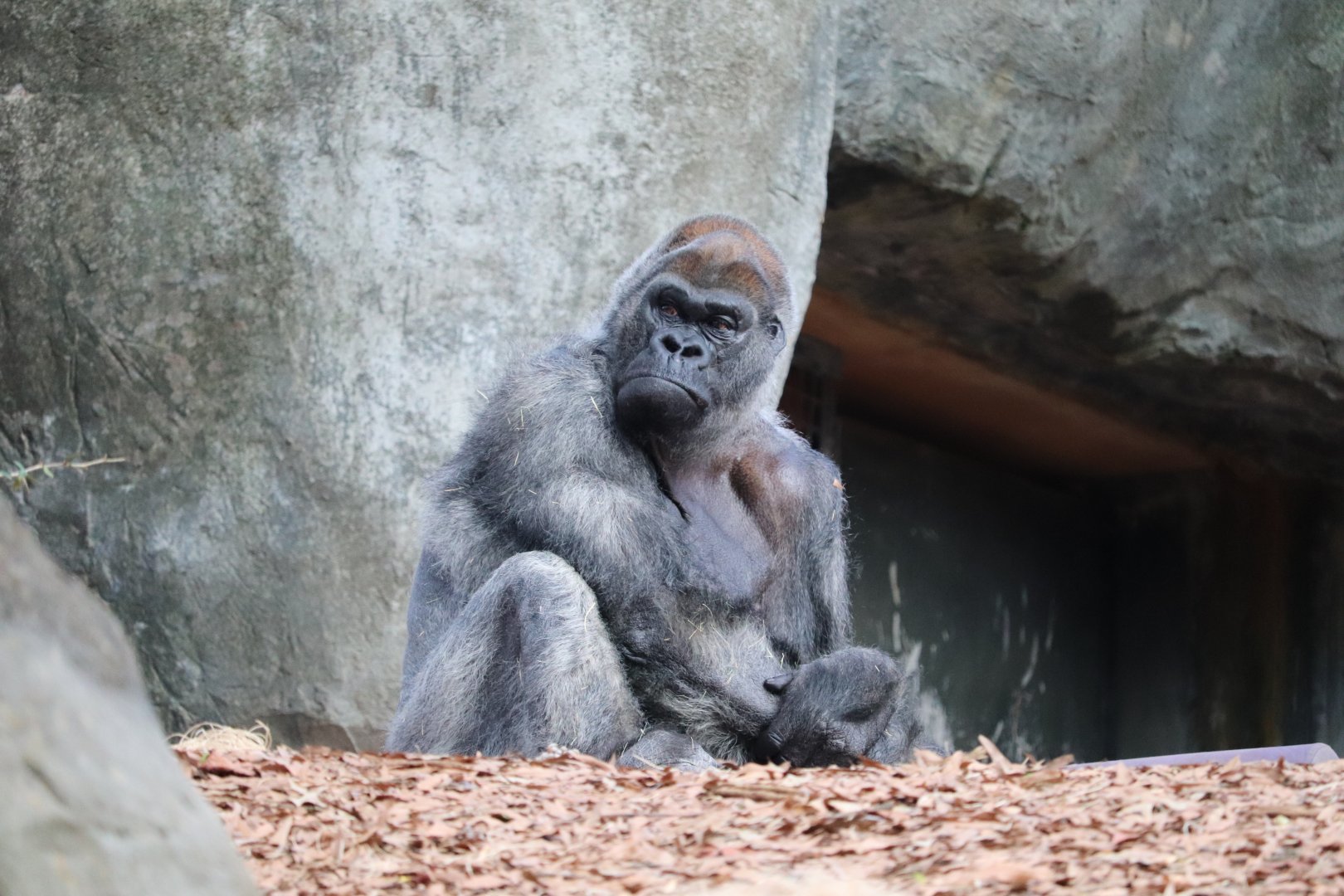 African Rainforest - Western Lowland Gorilla - Ozzie (60 Years old)
