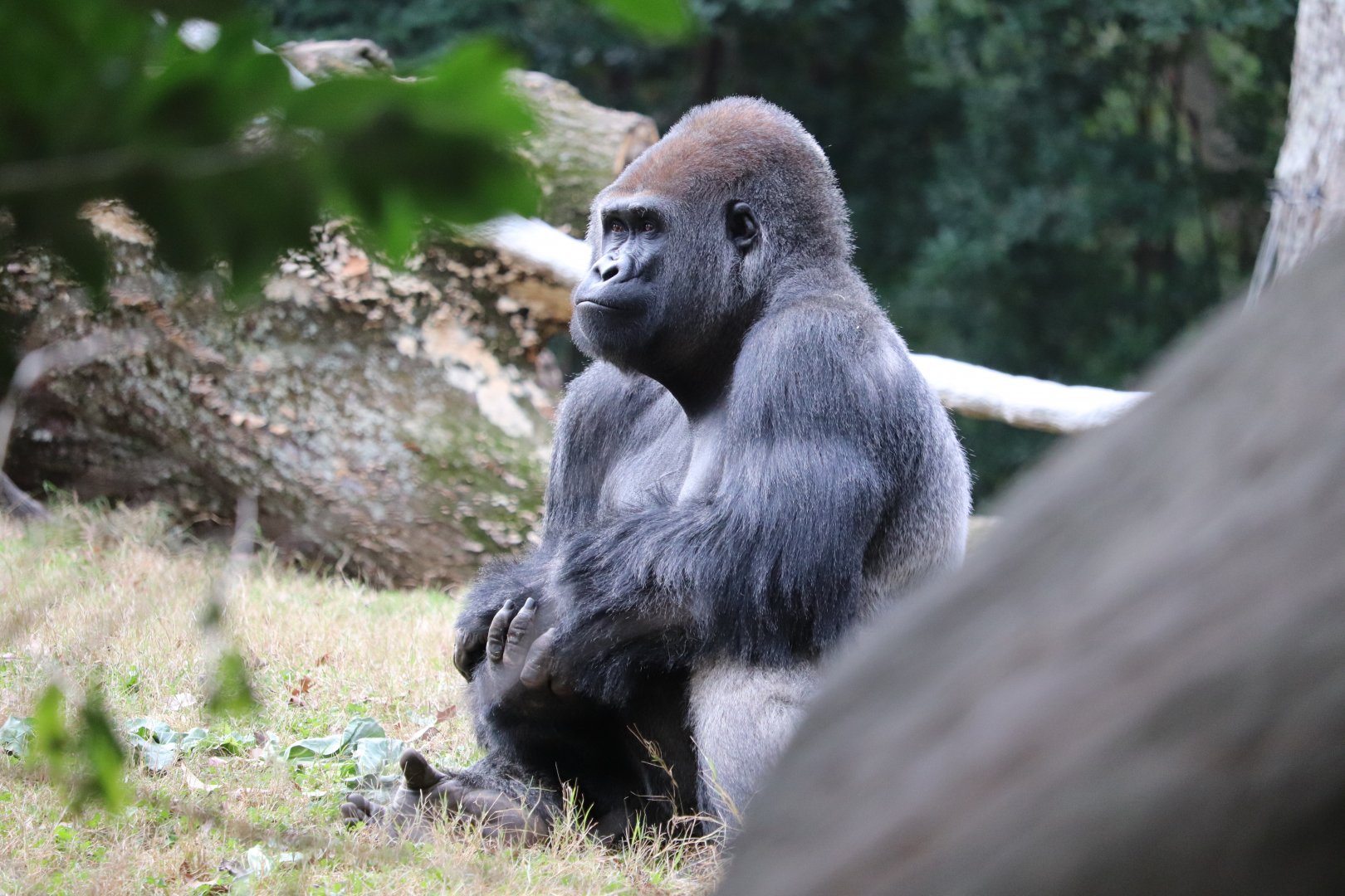 African Rainforest - Western Lowland Gorilla