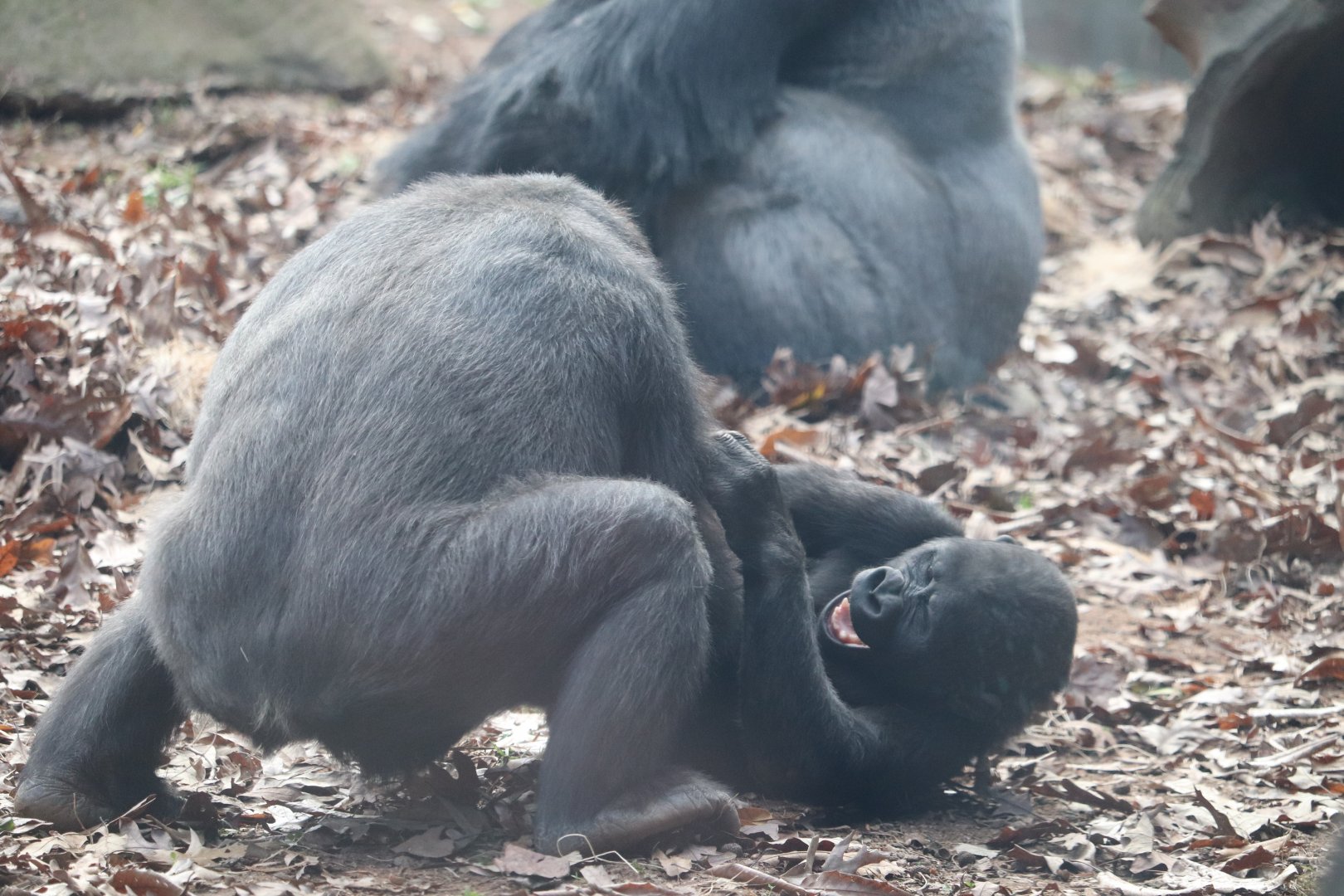 African Rainforest - Western Lowland Gorilla
