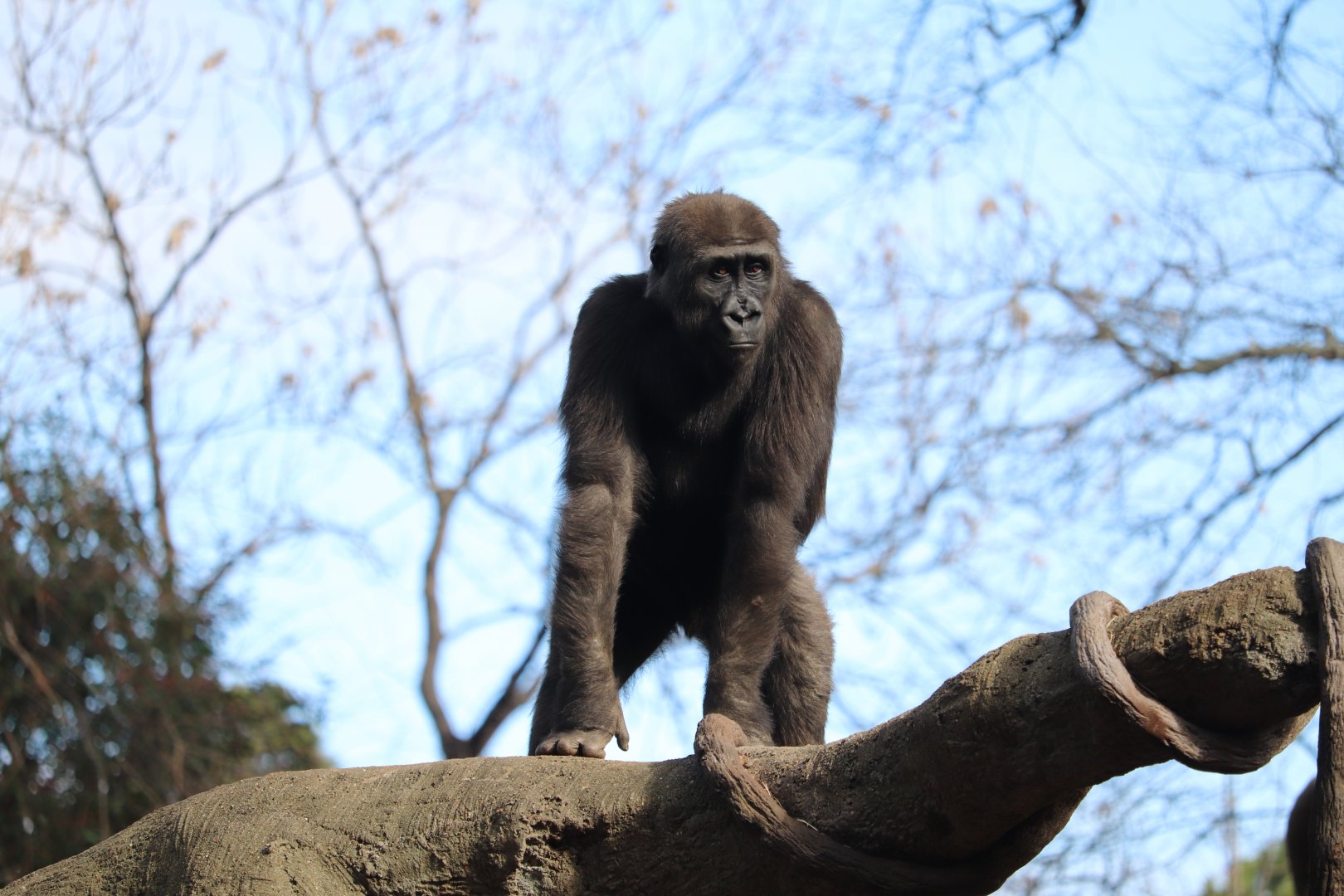 African Rainforest - Western Lowland Gorilla