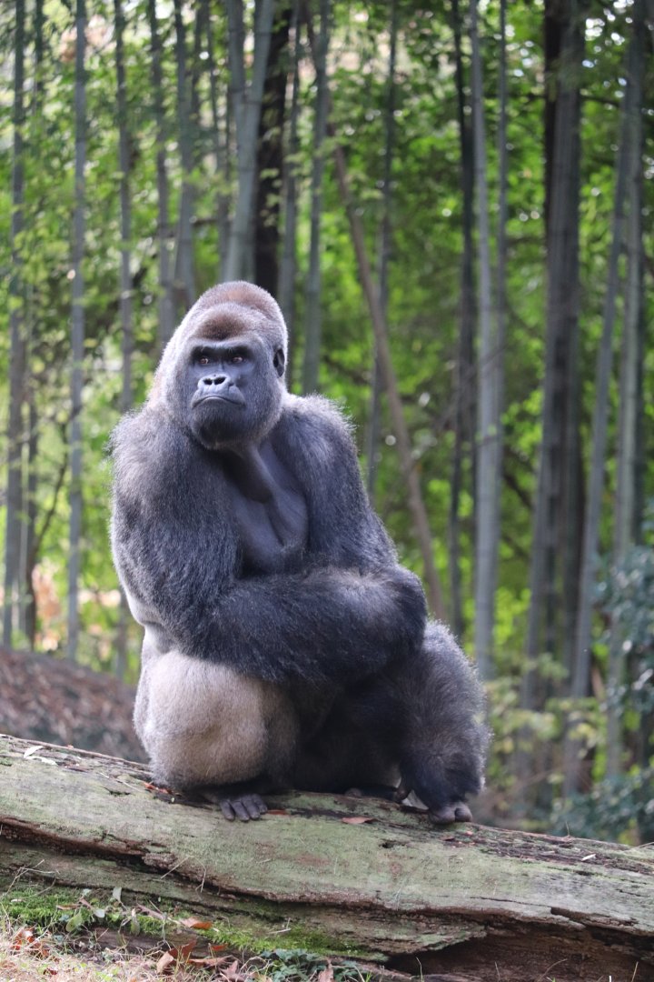 African Rainforest - Western Lowland Gorilla