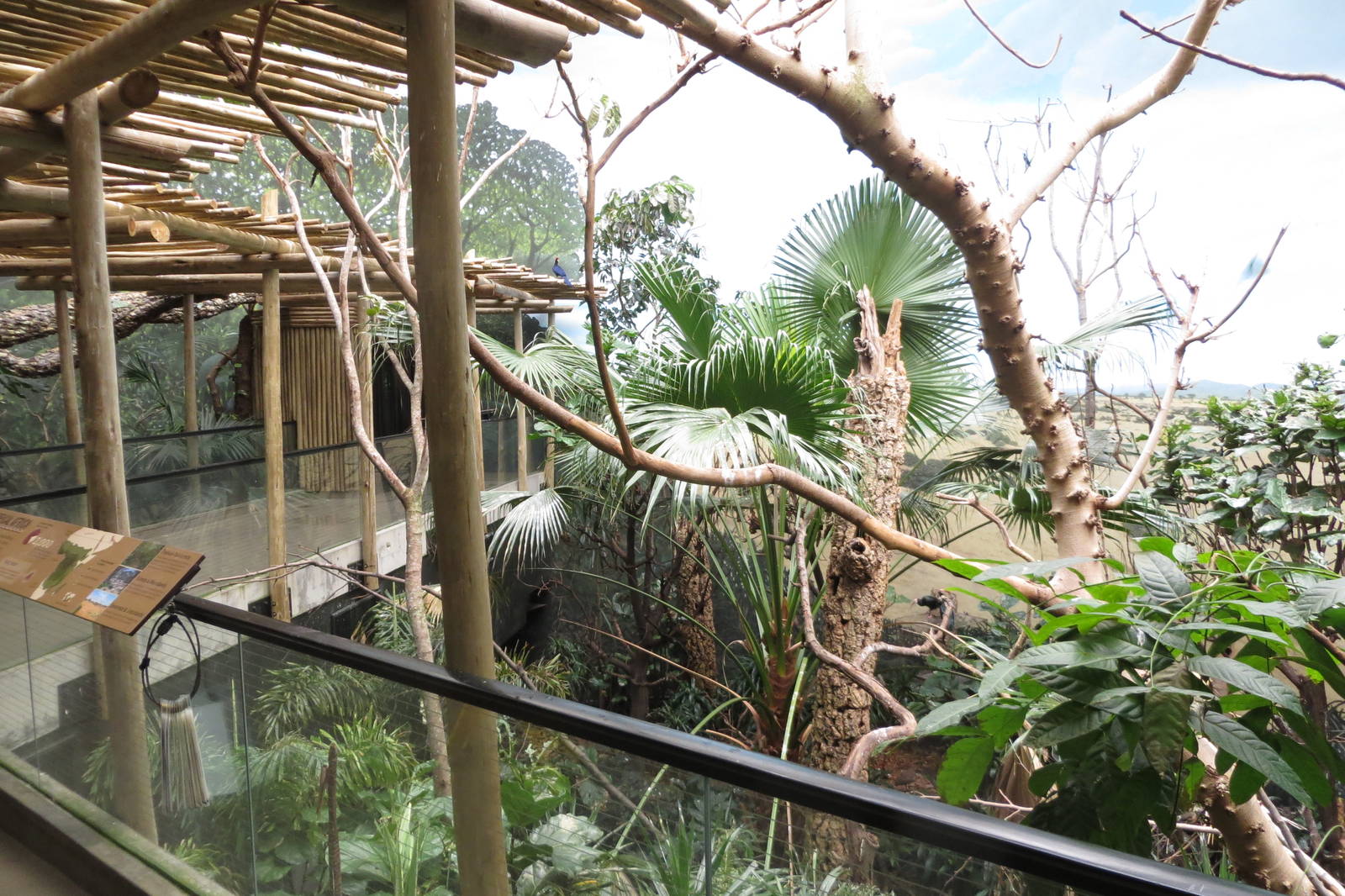 African rainforest - World of Birds 031215