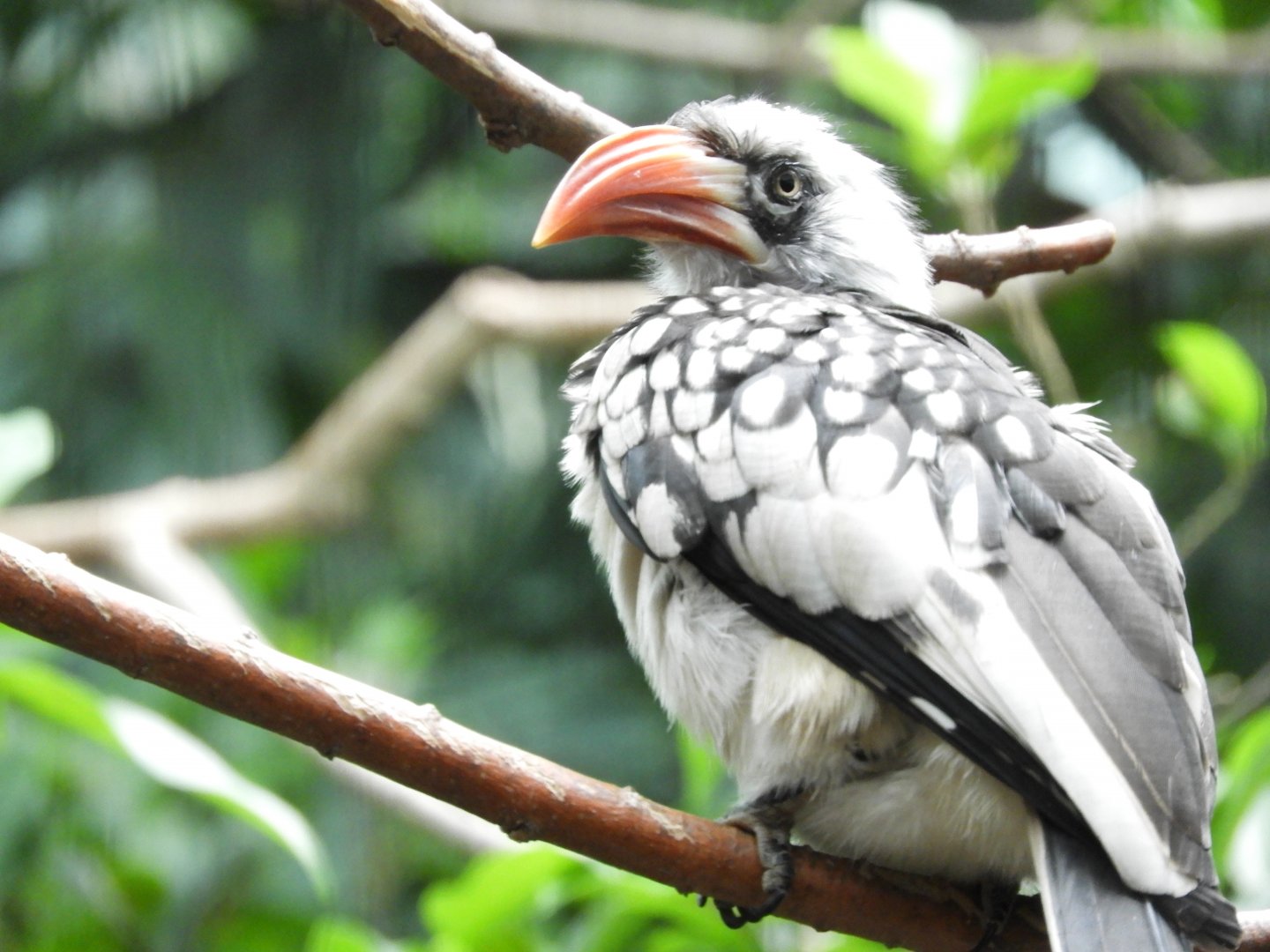 African Red-Billed Hornbill (Tockus erythrorhynchus)