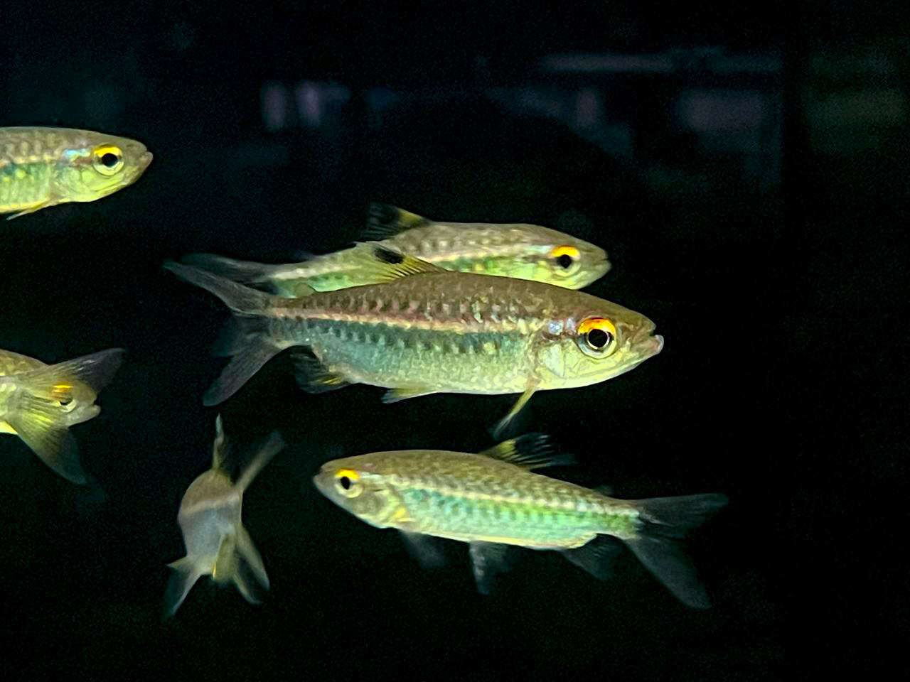 African Red-eyed Tetra (Arnoldichthys spilopterus)