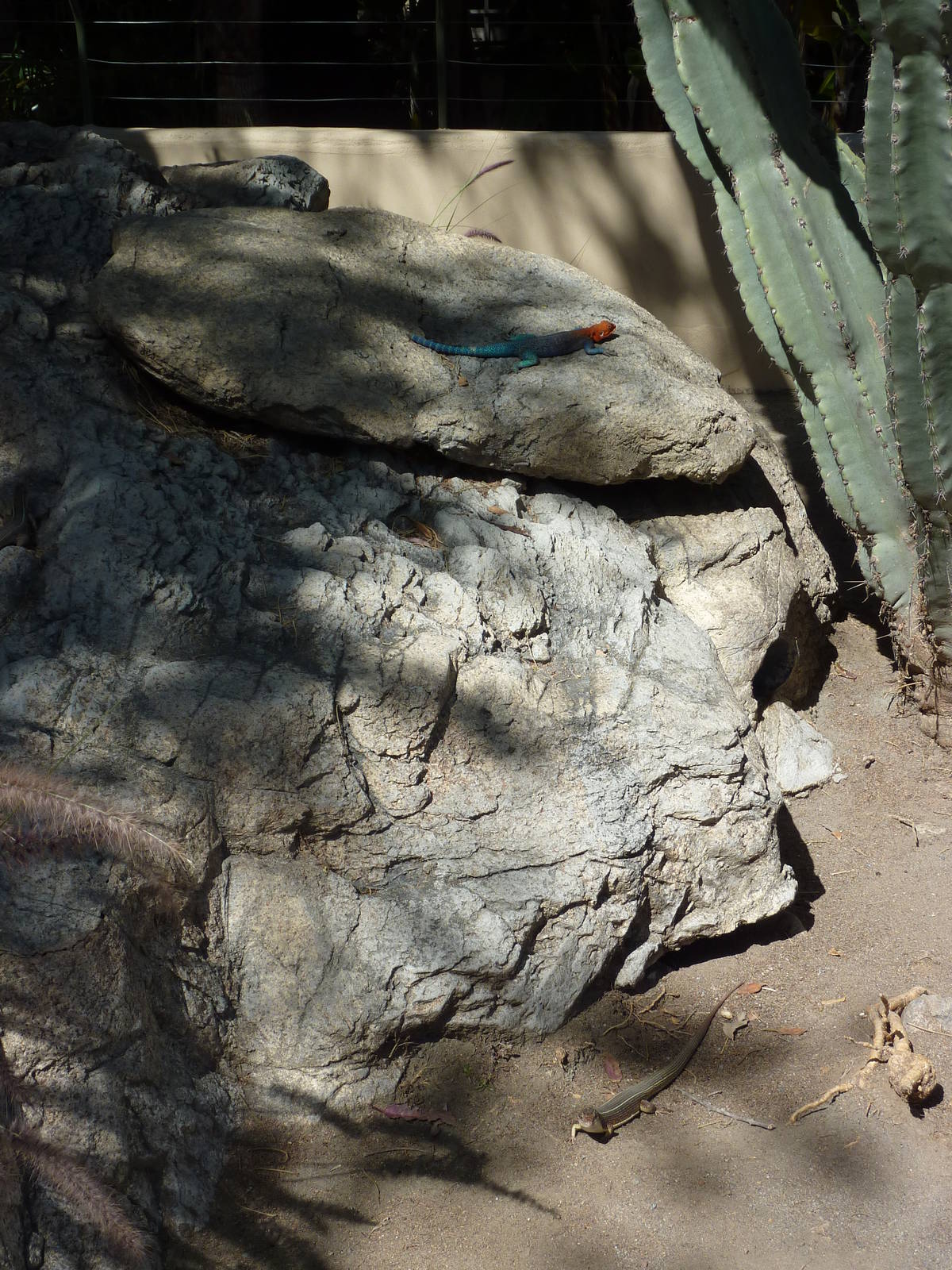 African Reptile Exhibit