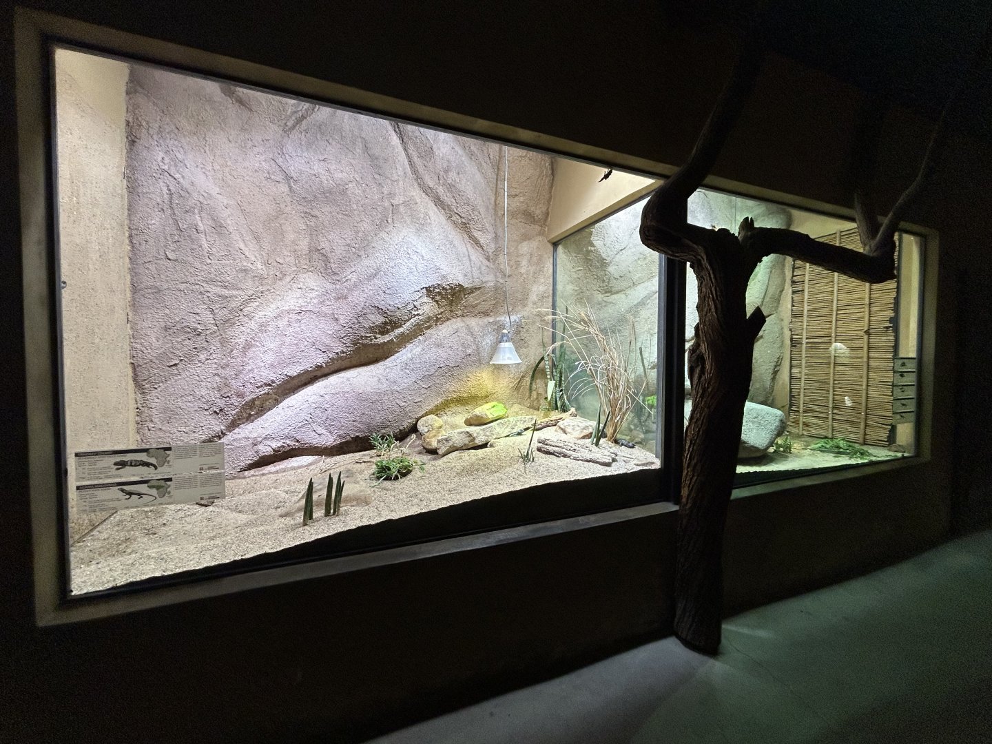 African Reptile Exhibits - Africa Up Close