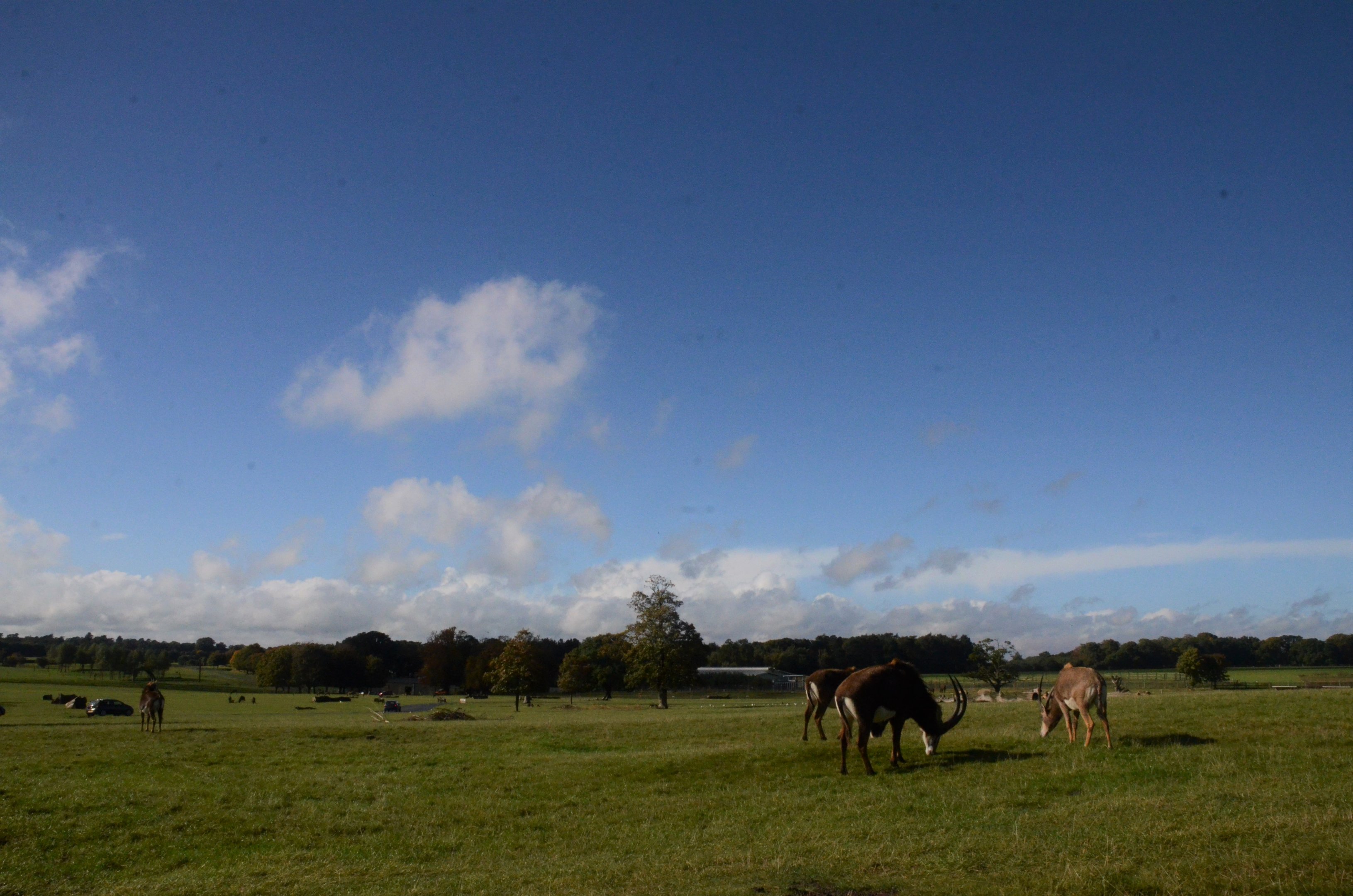 African Reserve View at Woburn Safari Park, 16/10/16