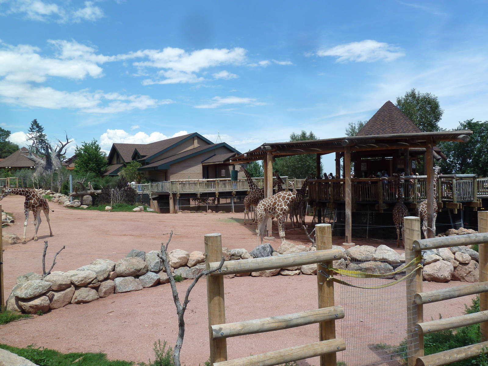 African Rift Valley - Exhibit with 20 Giraffes