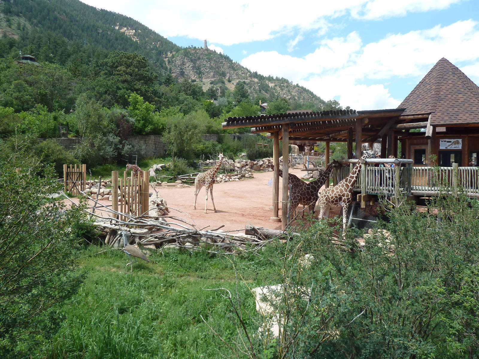 African Rift Valley - Exhibit with 20 Giraffes