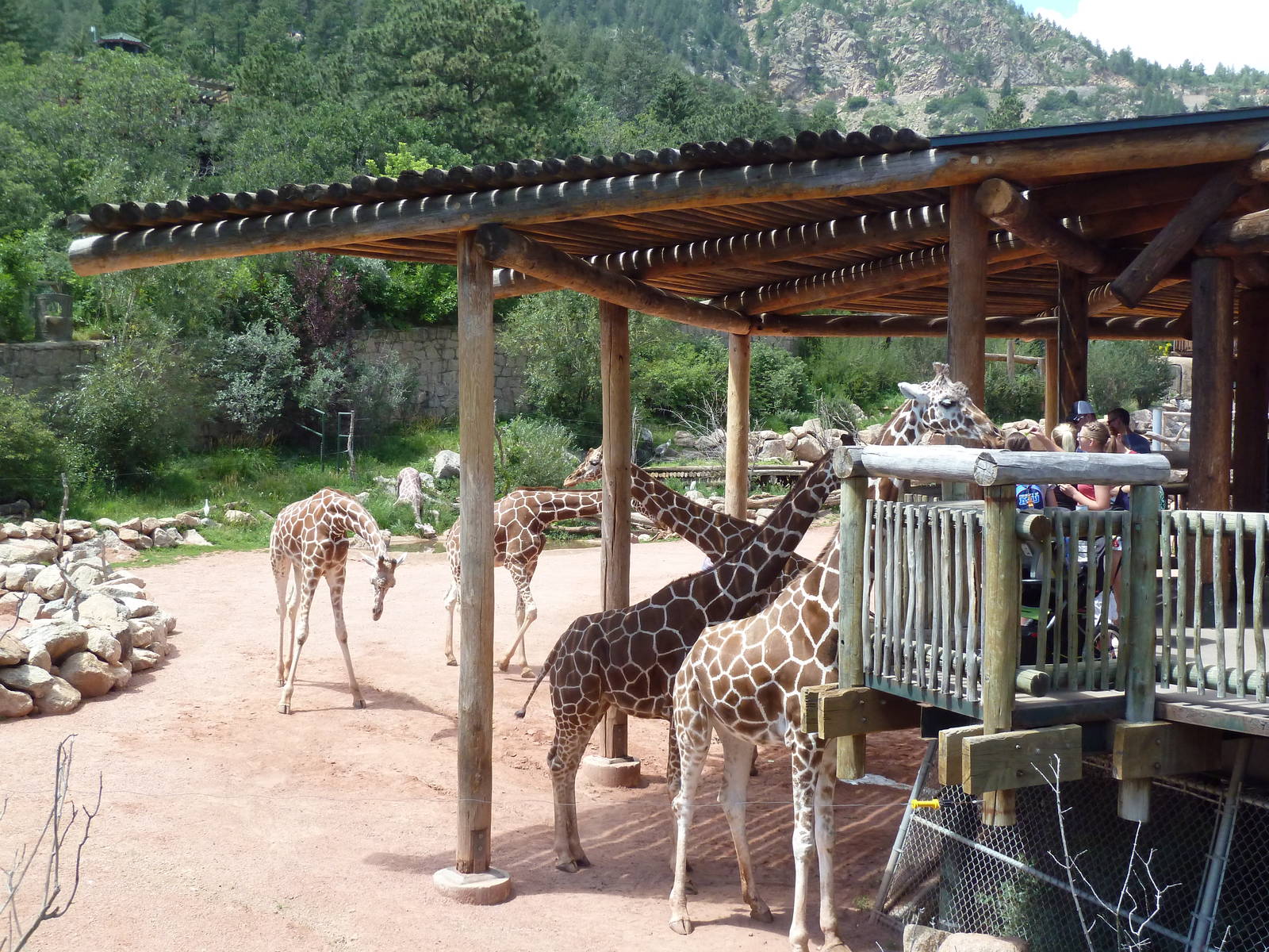 African Rift Valley - Exhibit with 20 Giraffes
