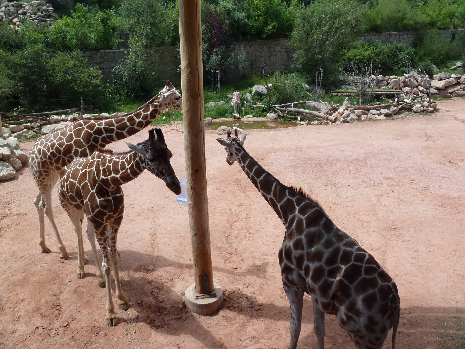 African Rift Valley - Exhibit with 20 Giraffes