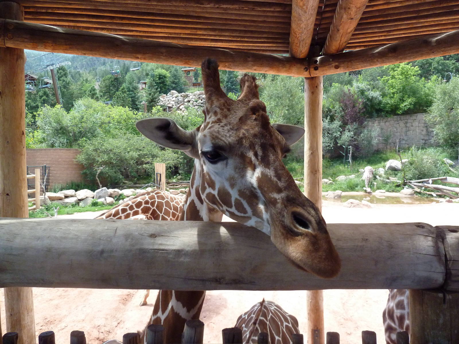 African Rift Valley - Exhibit with 20 Giraffes