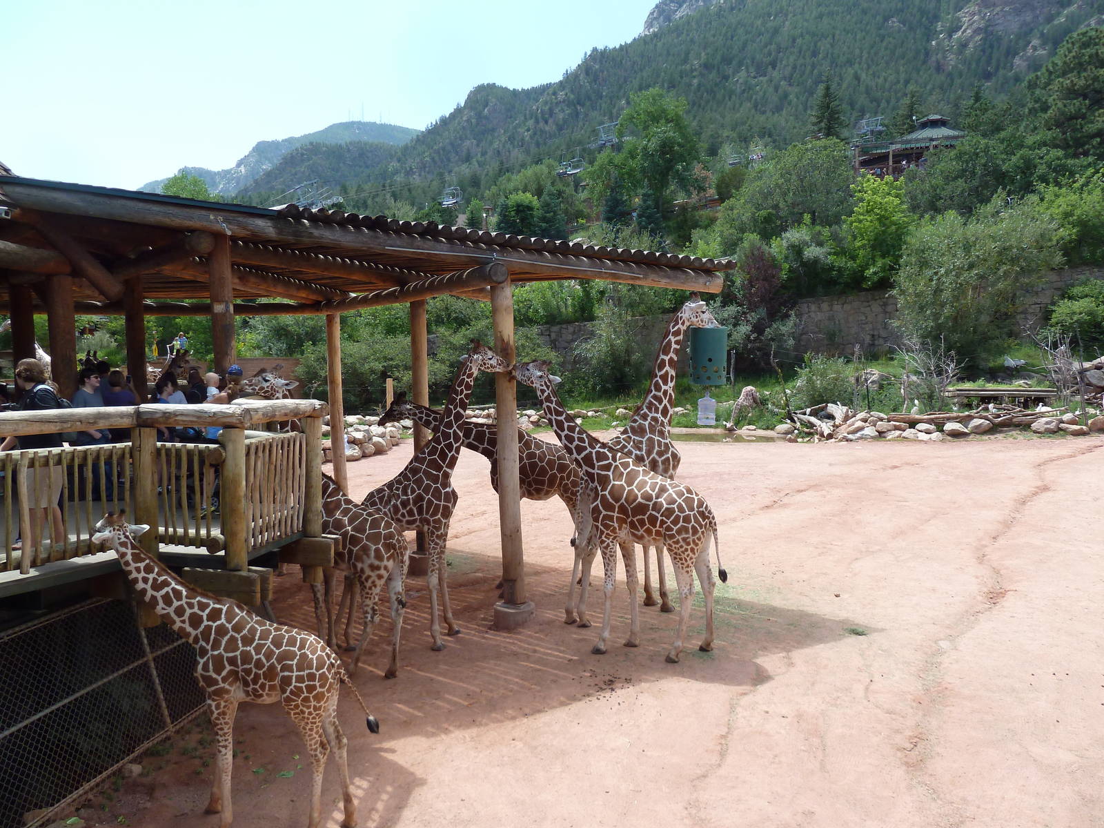 African Rift Valley - Exhibit with 20 Giraffes