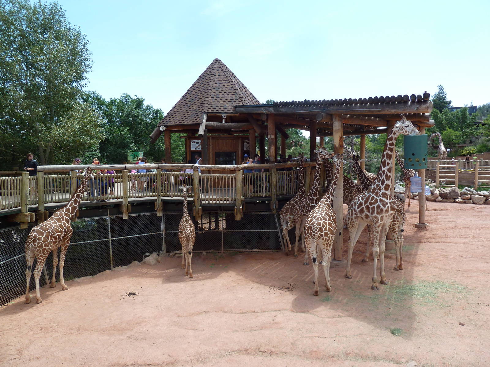 African Rift Valley - Exhibit with 20 Giraffes