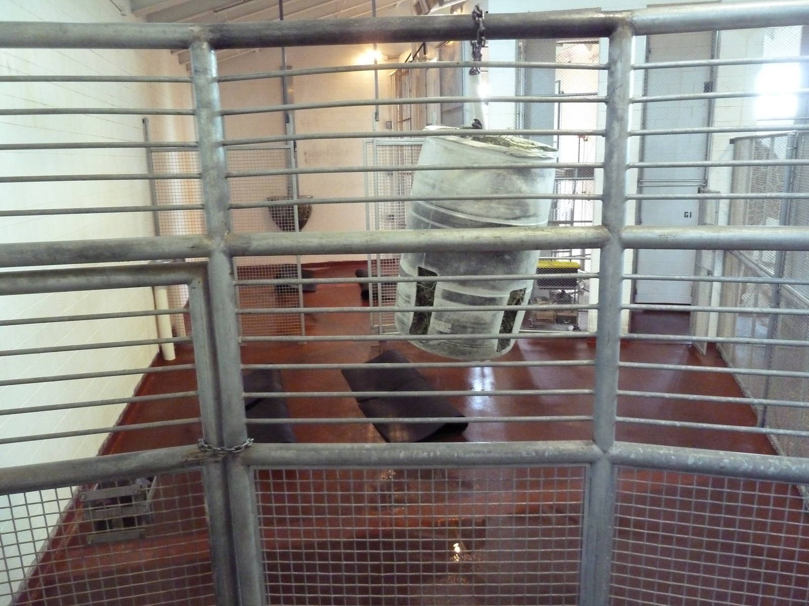 African Rift Valley - Giraffe Barn (Okapi Stall)