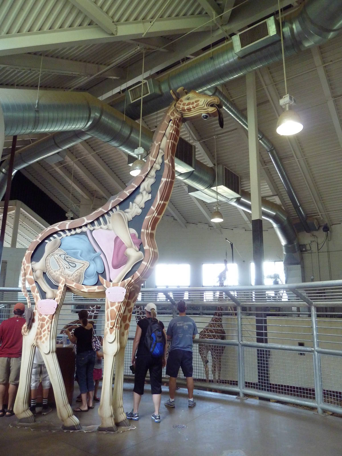 African Rift Valley - Giraffe Barn