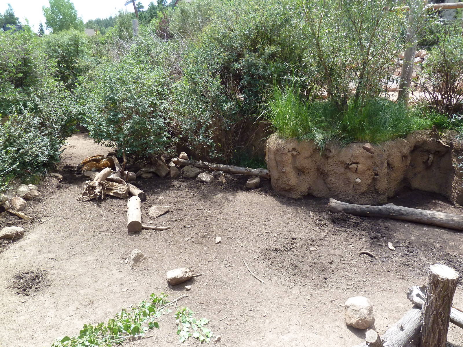 African Rift Valley - Red River Hog Exhibit