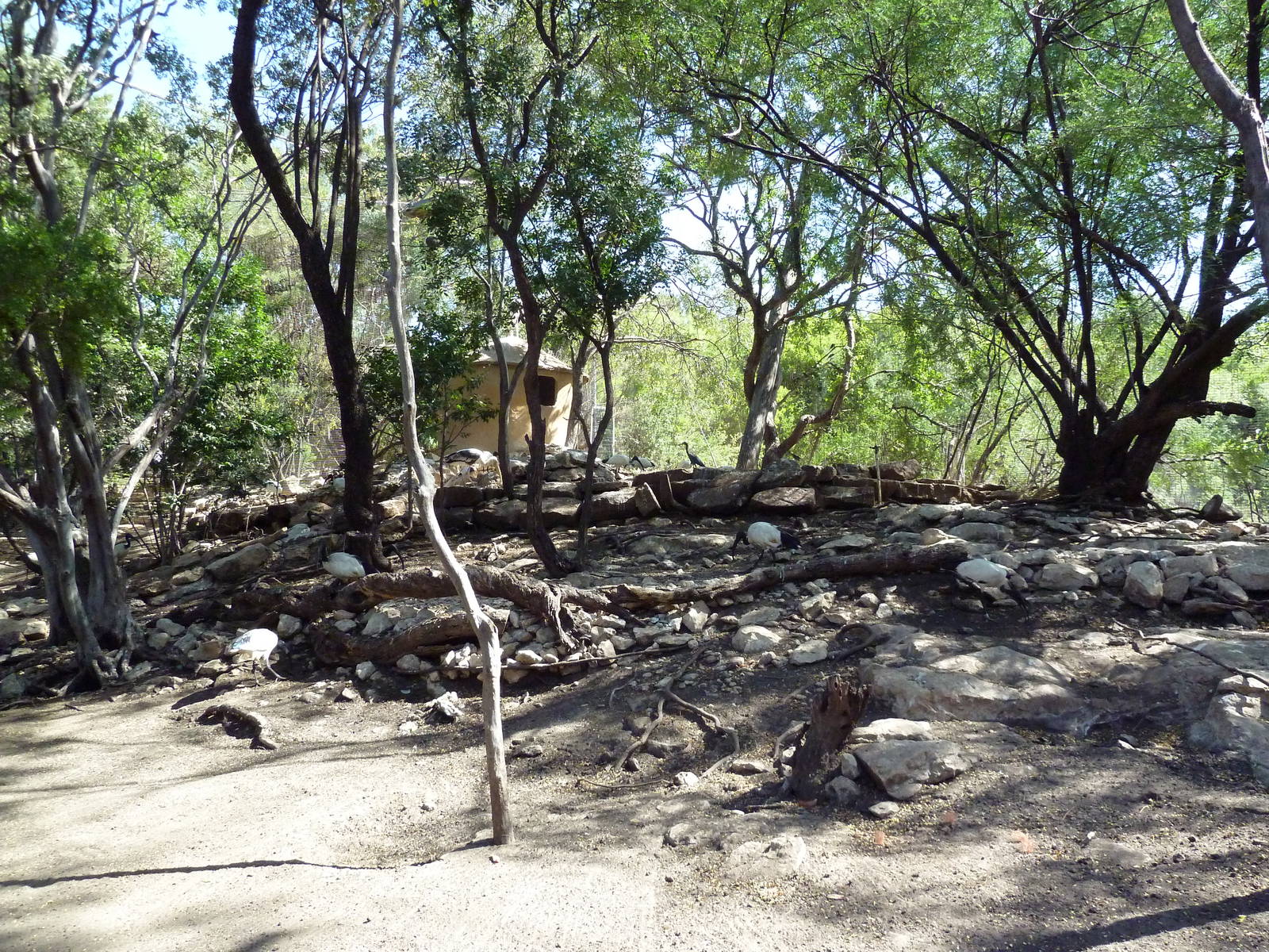 African Rift Valley - Walk-Through Aviary