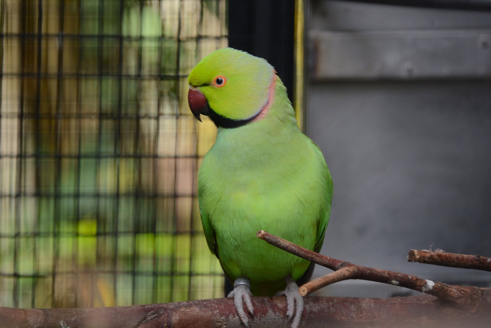 African ring-necked parakeet (Psittacula krameri krameri)