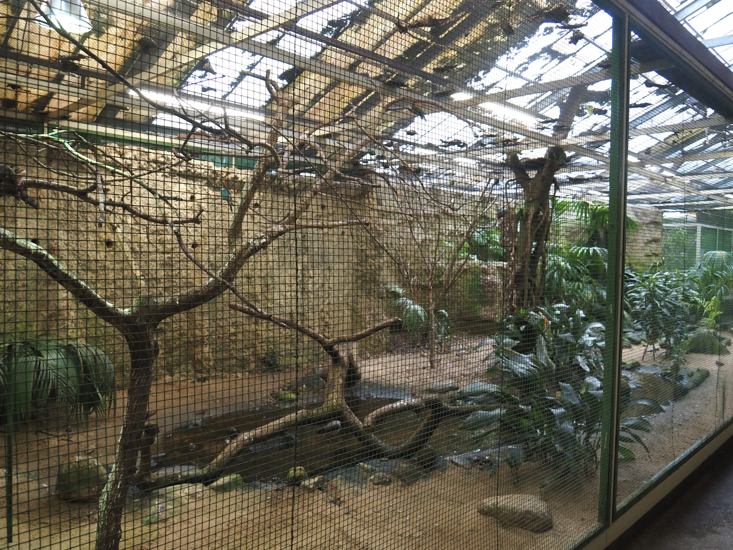 African river aviary, 2024-05-22
