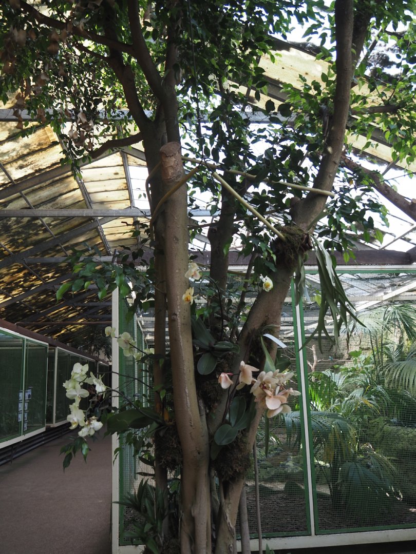 African river aviary, walkway and tree with orchids in the Paradies-Halle, 2024-05-23